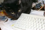 A computer and a cat are somewhat alike - they both purr, and like to be stroked, and spend a lot of the day motionless. They also have secrets they don't necessarily share.  --John Updike