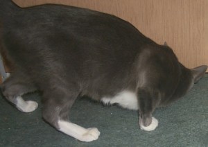 Looking for clues 2008-04-04 016