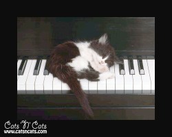 Cats understand what scales are for.