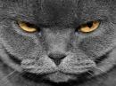 Angry grey cat