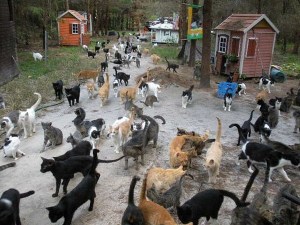 audience Man-Built-a-Sanctuary-for-Homeless-Cats-5