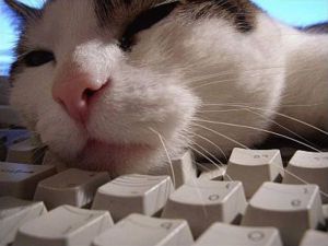 Source: http://foter.com/photo/sleepy-tabby-2-full-size/ and 33 other sites.