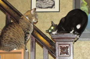     Phasers locked on target. Shields up!