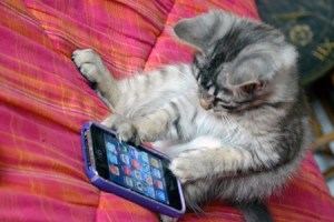 cat-using-iphone