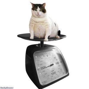 scale-fat-cat-on-a-scale-30630