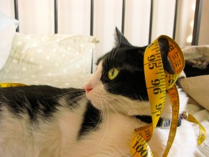 tape-measure-on-a-cat