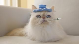 temperature-should-hospital_e2d565717fa09970