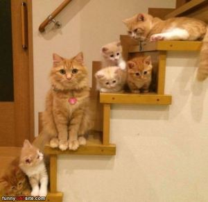 the_cat_stairs
