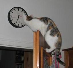 time-daylight-savings-time-cat-checks-for-accuracy