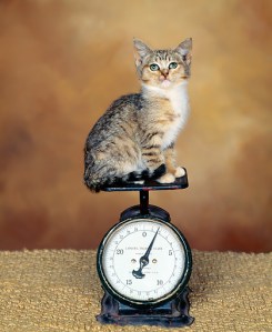 1c7af8e810b9f84fe845ba738776dfa8