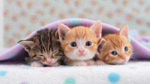 5518606-pics-of-kittens