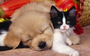 cute-dog-and-cat-hd-wallpaper