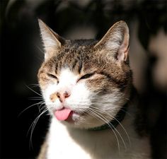 1-2d6a59bb482855d080f219d7dee840abd--funny-animals-funny-cats