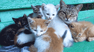 4 random catdownload