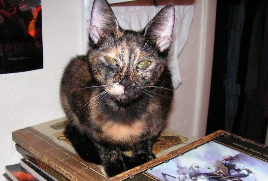 10 - Probably DICE DND